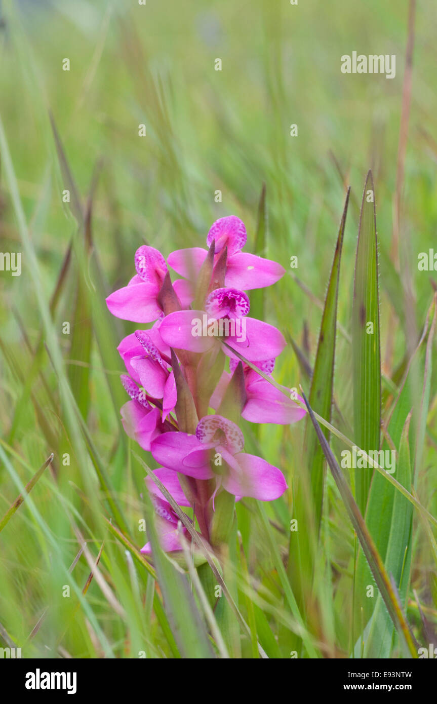 Flower spike of the small orchid Disa ukingensis found on the Kitulo plateau, Tanzania Stock Photo