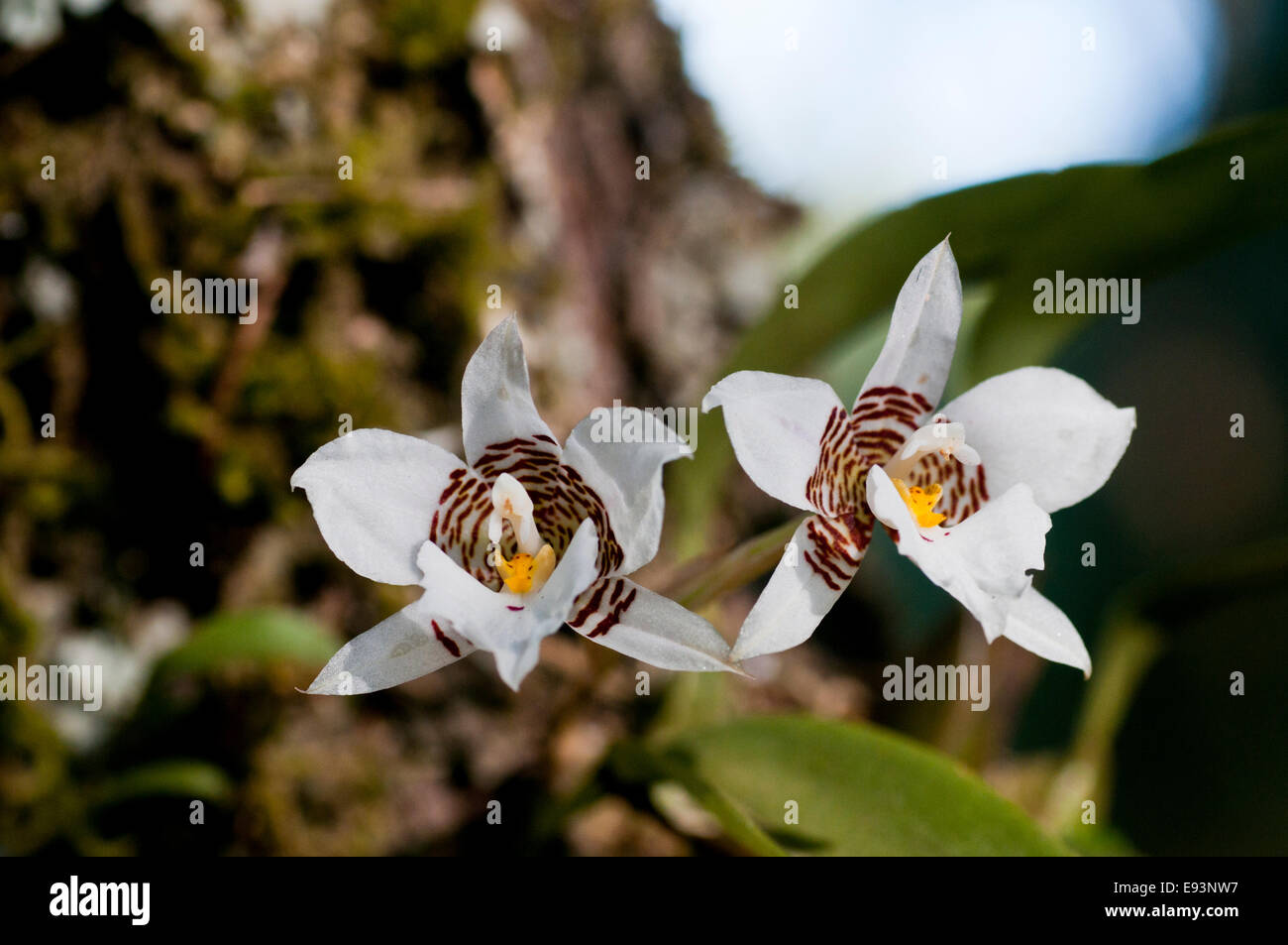 Two flowers of the epiphytic orchid Rhynochostele cervantesii found in Mil Cumbres National Park, Mexico Stock Photo
