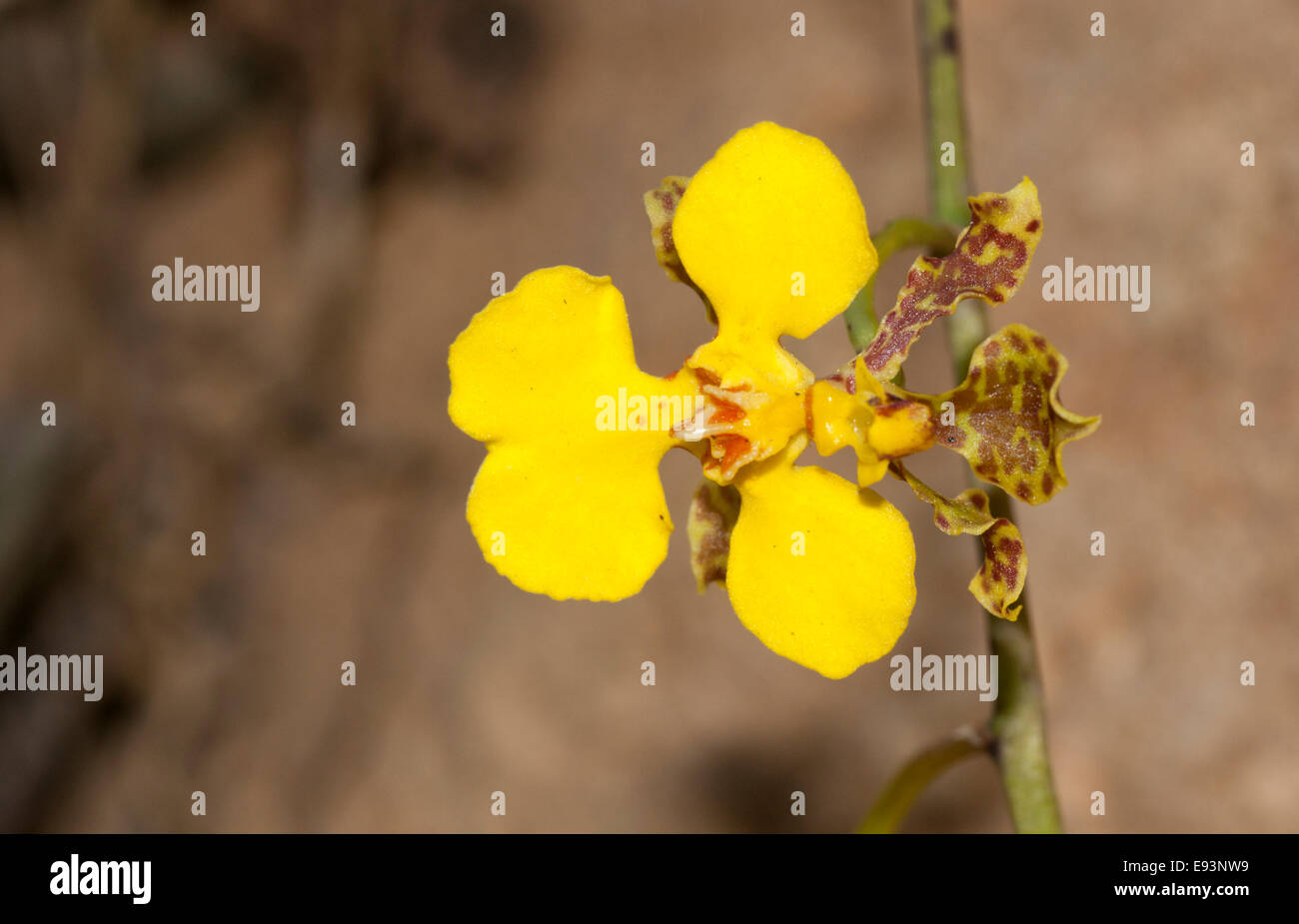 Yellow flower of the epiphytic orchid (Oncidium cebolleta) seen at Santo Tomas, Mexico Stock Photo