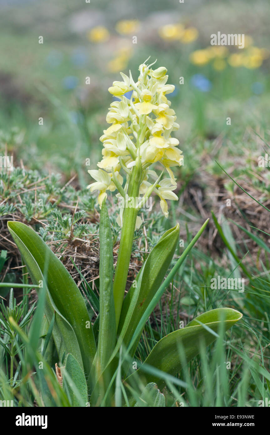 A single spike of Pale-Flowered Orchid found in a Turkish meadow Stock Photo