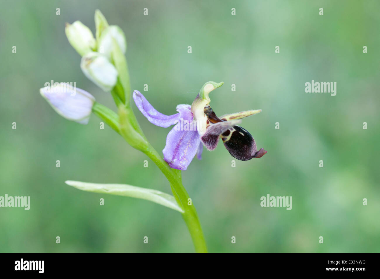 Side view of a single flower of the aptly named  Long Horned Bee Orchid taken at Daday in Turkey Stock Photo