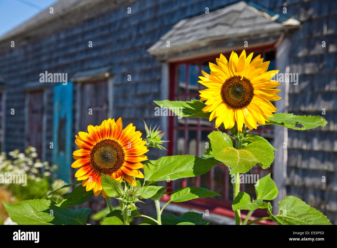 Sunflowers outside the Frying Pan Gallery in Wellfleet Stock Photo