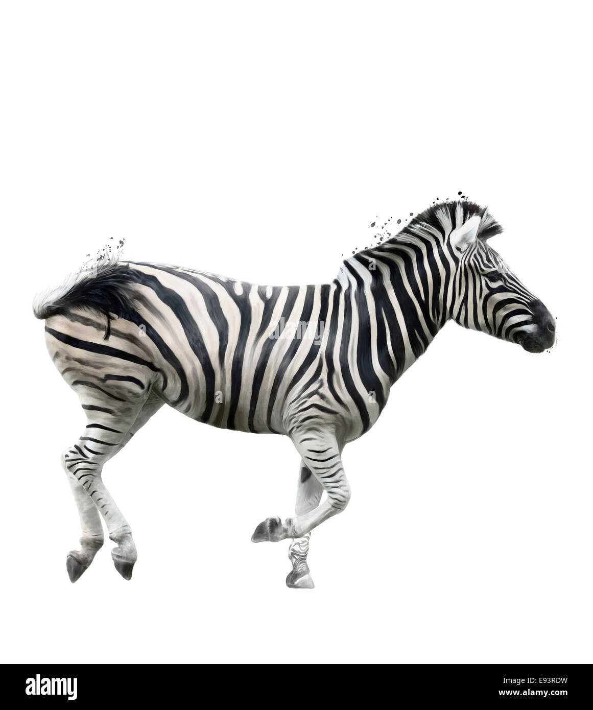 Zebra Painting High Resolution Stock Photography and Images Alamy