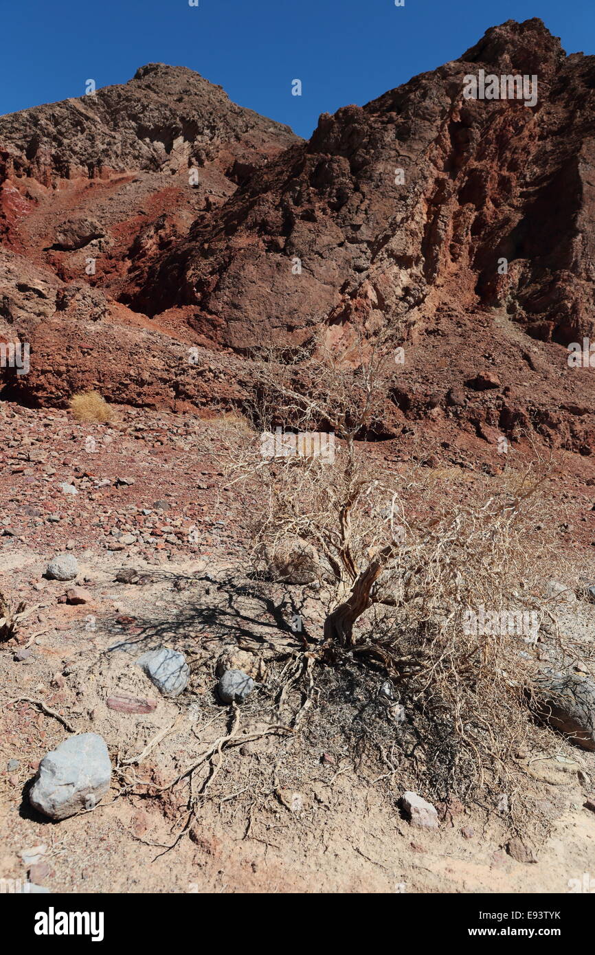 Hardy bush growing at the base of red cliffs in Death Valley Stock Photo