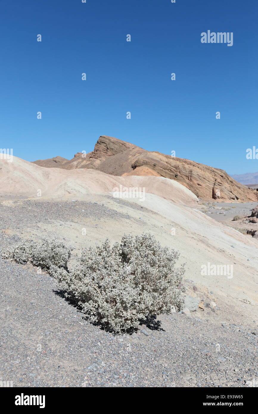 Desert vegetation in Zabriskie's Point, Death Valley, USA Stock Photo