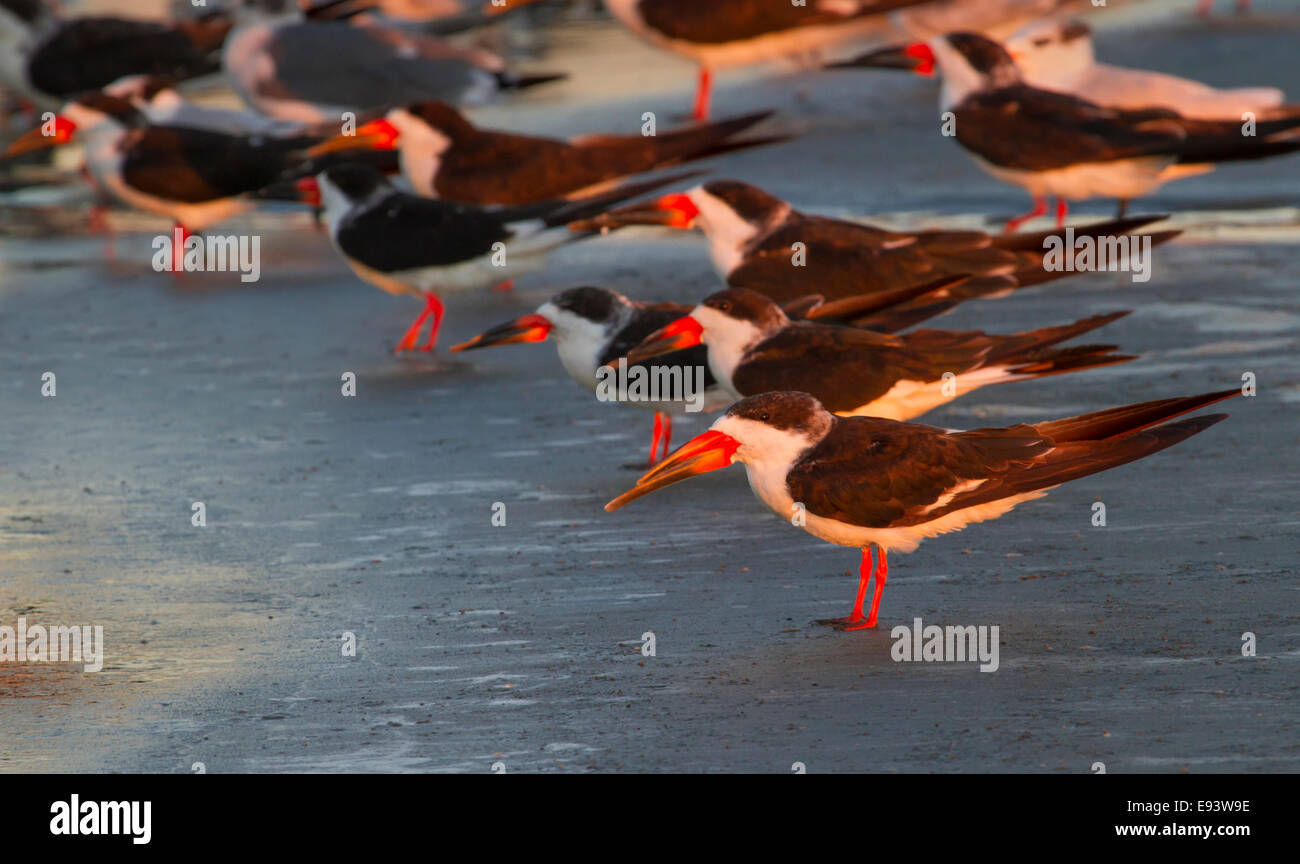 Skimmer birds hires stock photography and images Alamy