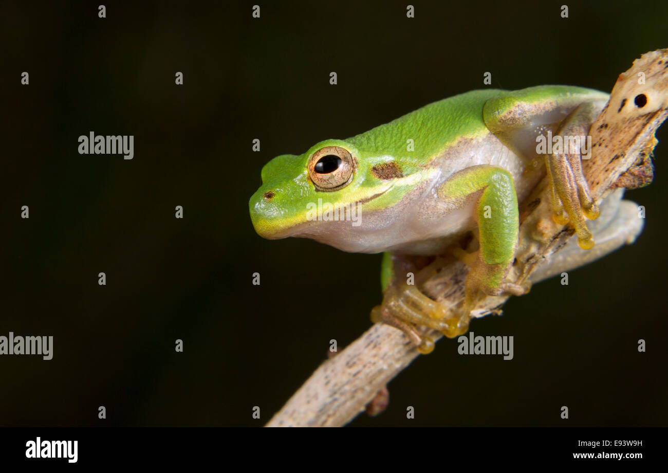 American green tree frog (Hyla cinerea) portrait. High Island, Texas, USA Stock Photo