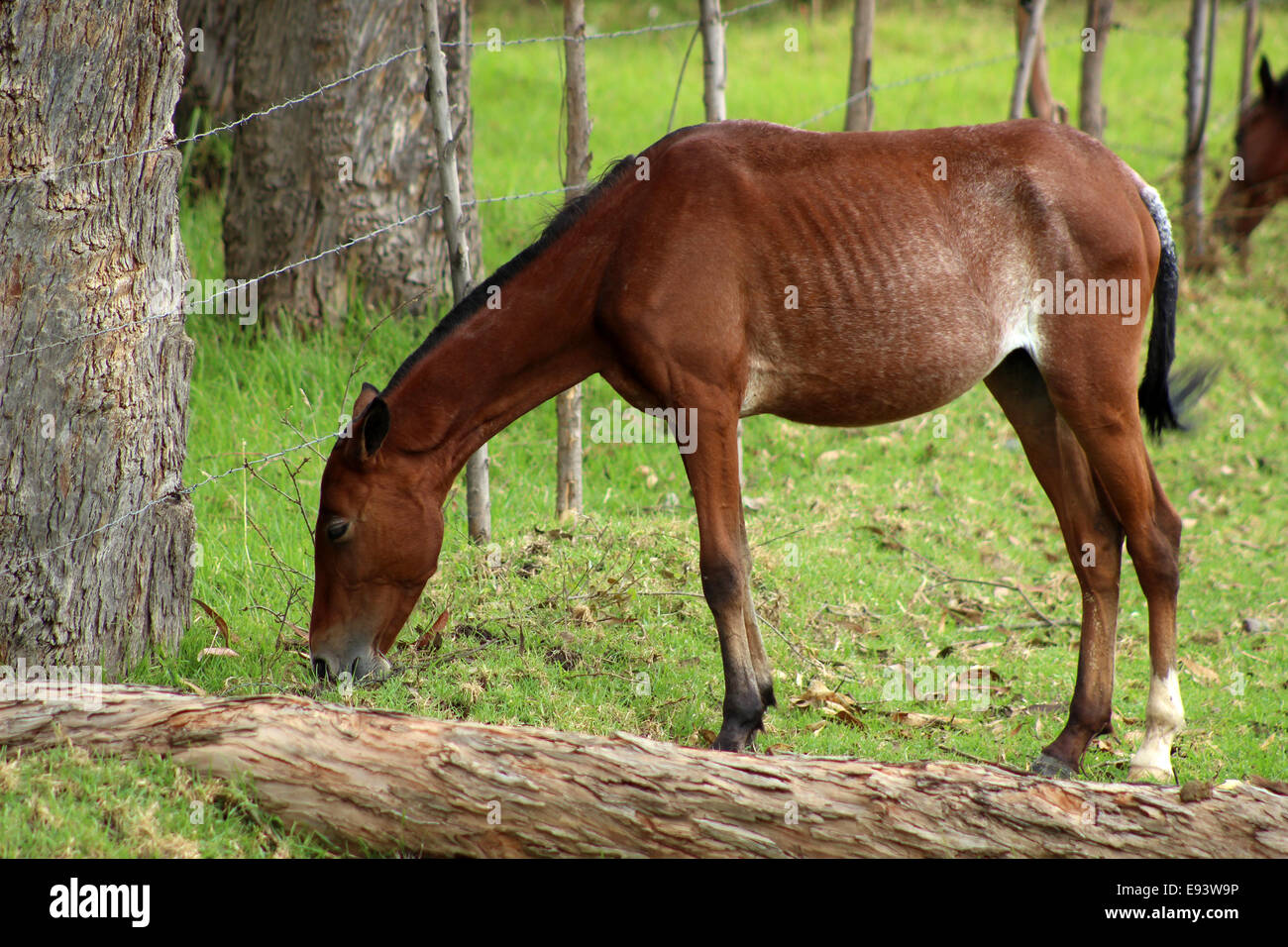 A young brown horse grazing next to a fence in a farmers pasture in Cotacachi, Ecuador Stock Photo