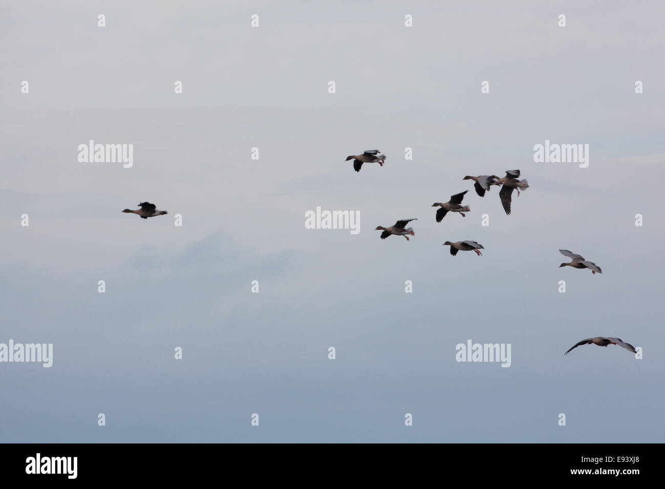 Pink-footed Geese (Anser brachyrhynchus).  Skein coming down to land. Legs, 'undercarriage', lowered. Stock Photo