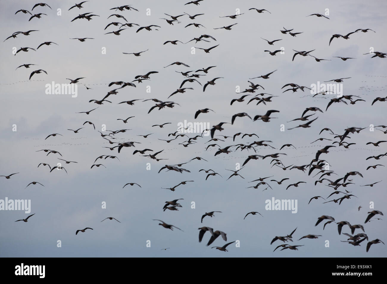Pink-footed Geese (Anser brachyrhynchus).  Skeins in silhouette,  coming down to land. Evening light autumn arrival from Iceland Stock Photo