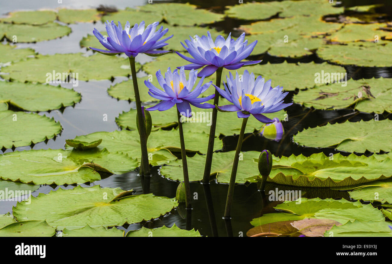 Water Lillies, Mt. Cootha Botanic Garden, Brisbane, Queensland, Australia Stock Photo