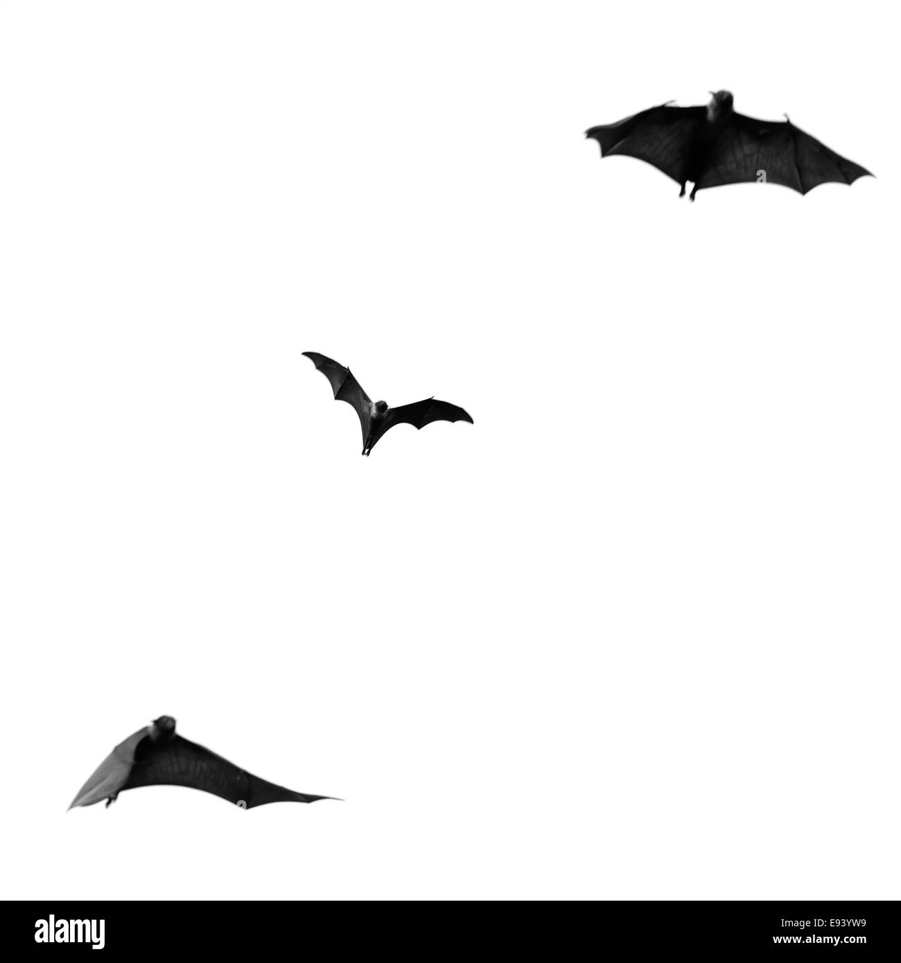 Large Bat, Hanging Flying Fox (Pteropus vampyrus) in monochrome Stock Photo