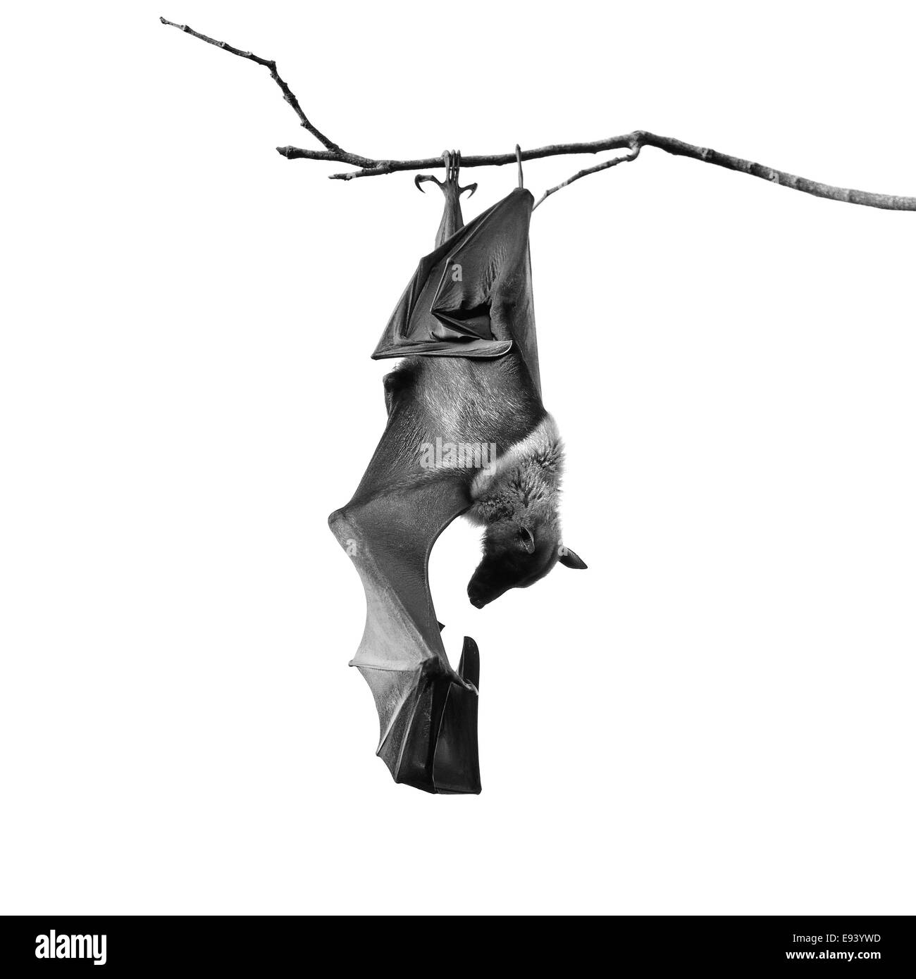 Large Bat, Hanging Flying Fox (Pteropus vampyrus) in monochrome Stock Photo