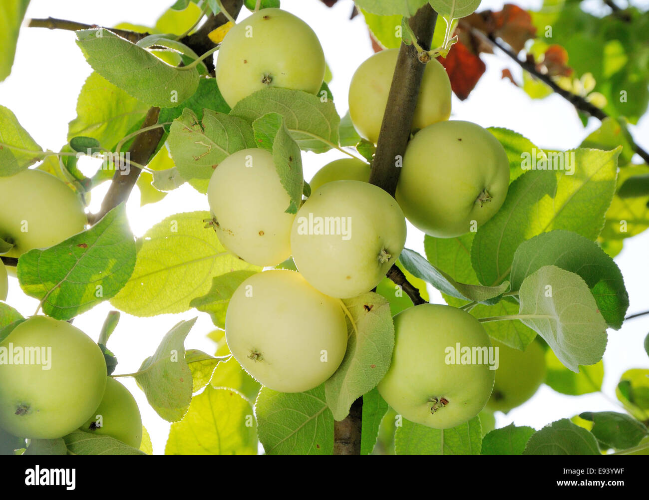 grope of white apples on the tree Stock Photo