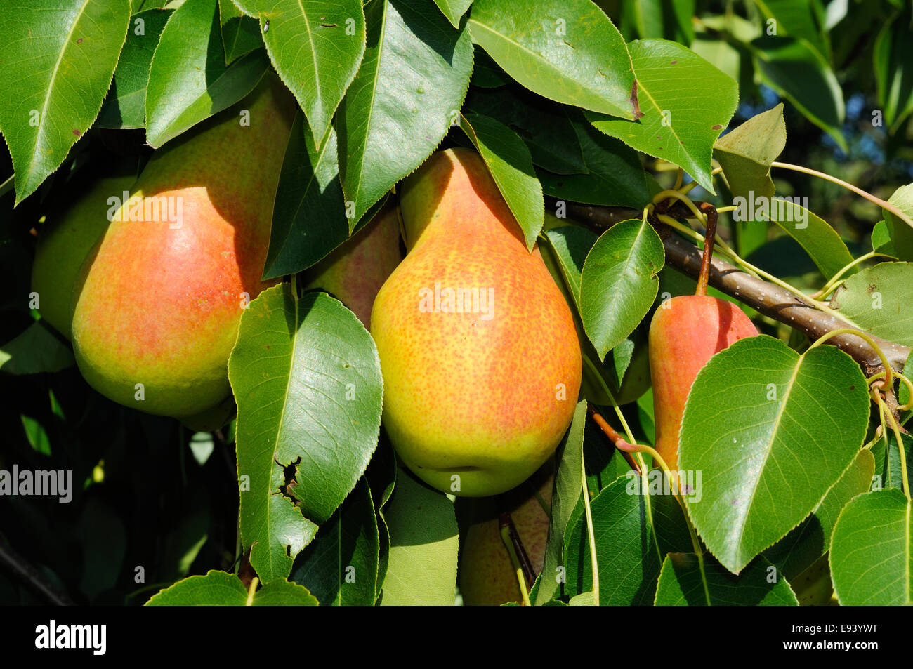 branch of pear tree with red side fruits Stock Photo