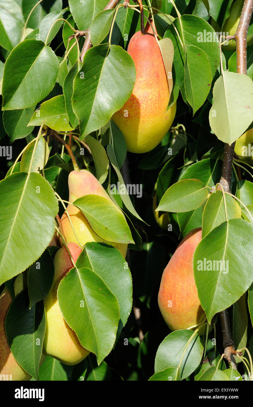 branch of pear tree with red side fruits Stock Photo