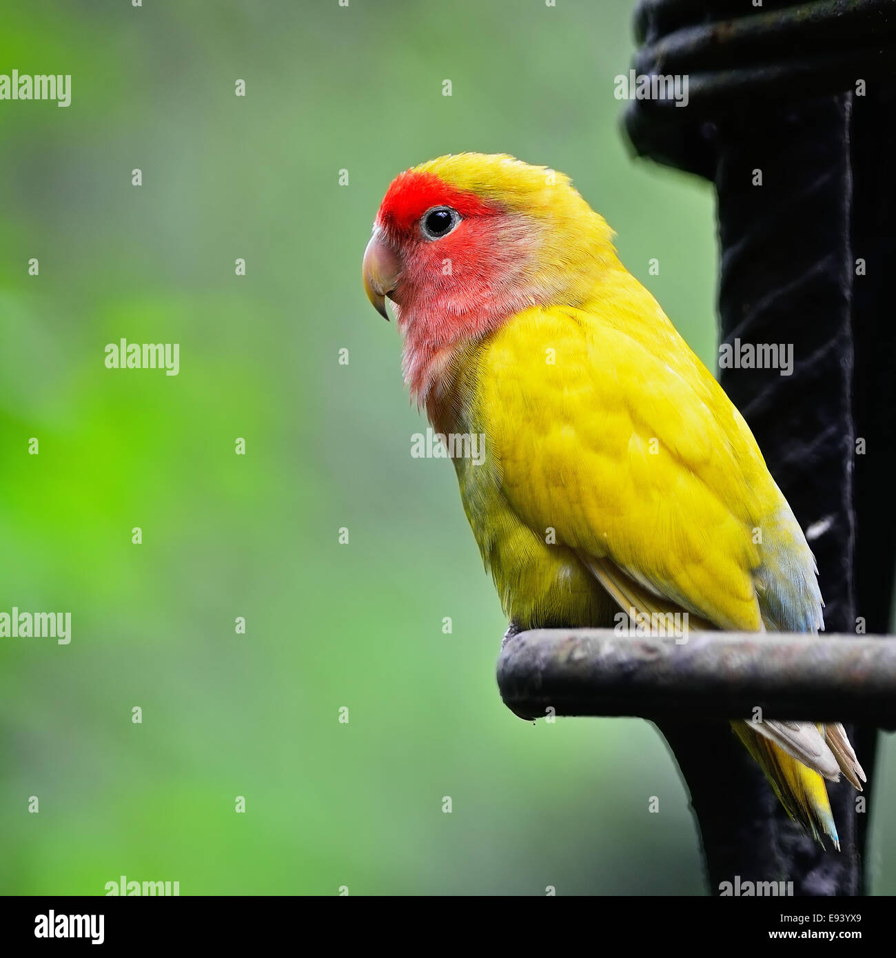 Beautiful bird, Lovebird, standing on the steel rod, side profile Stock Photo