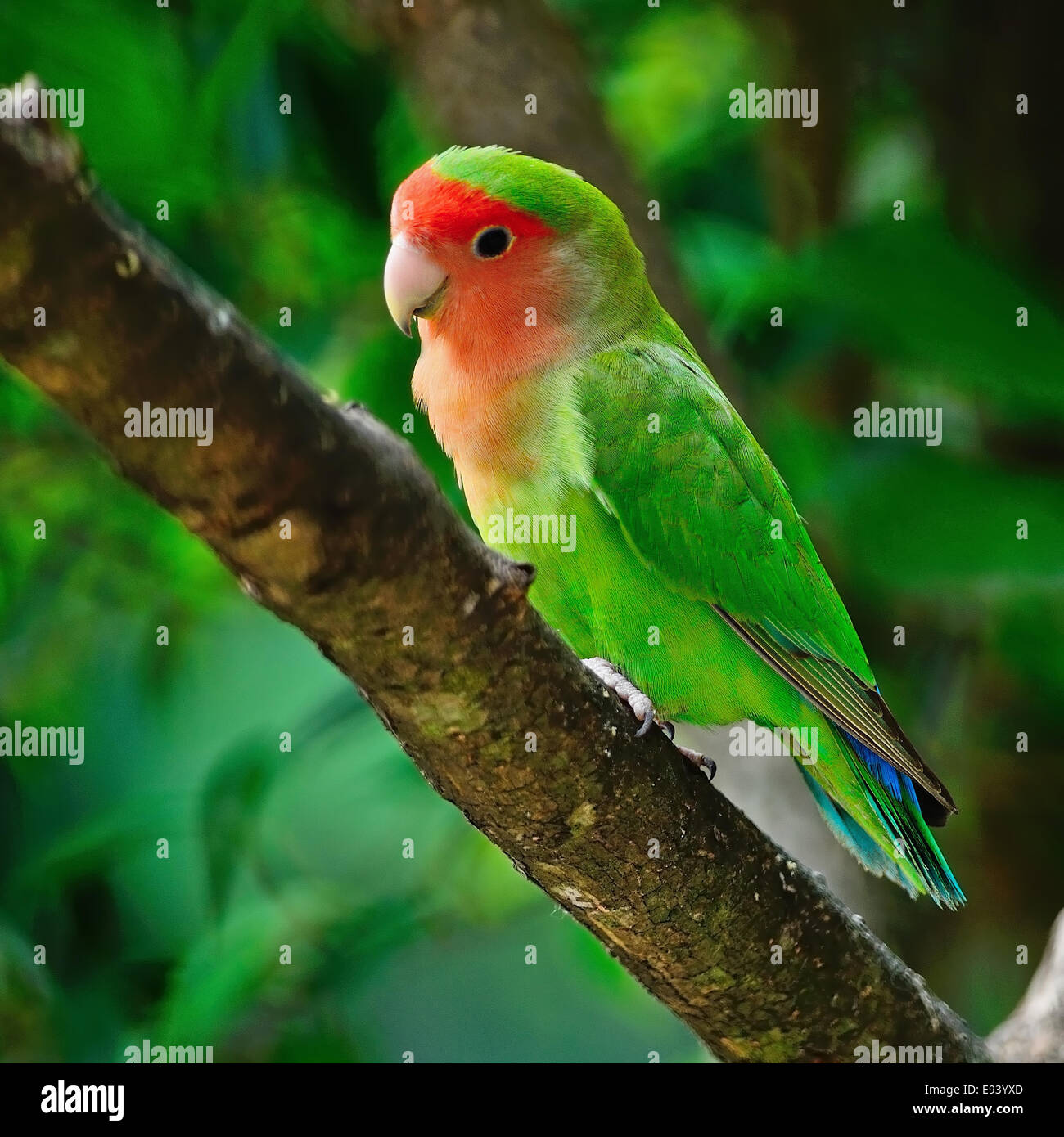 Beautiful bird, Lovebird, standing on the tree branch, side profile Stock Photo