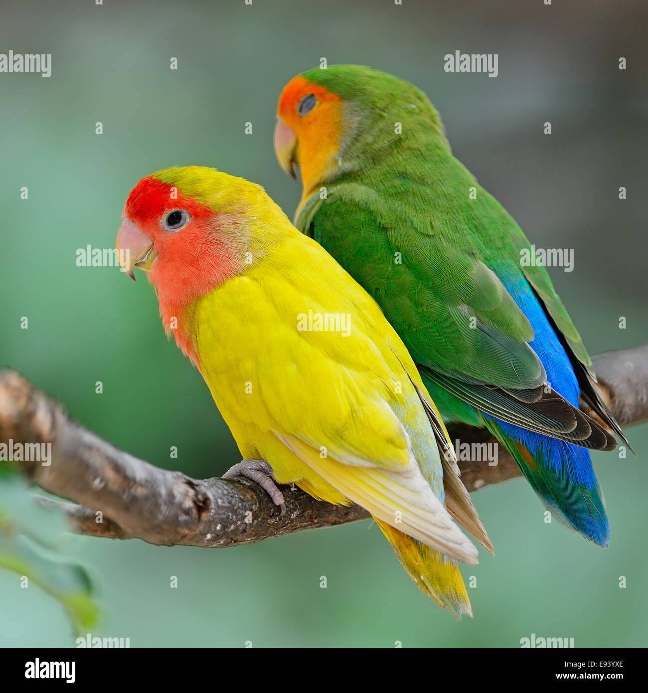 Beautiful bird, Lovebird, standing on the tree branch, back profile Stock Photo