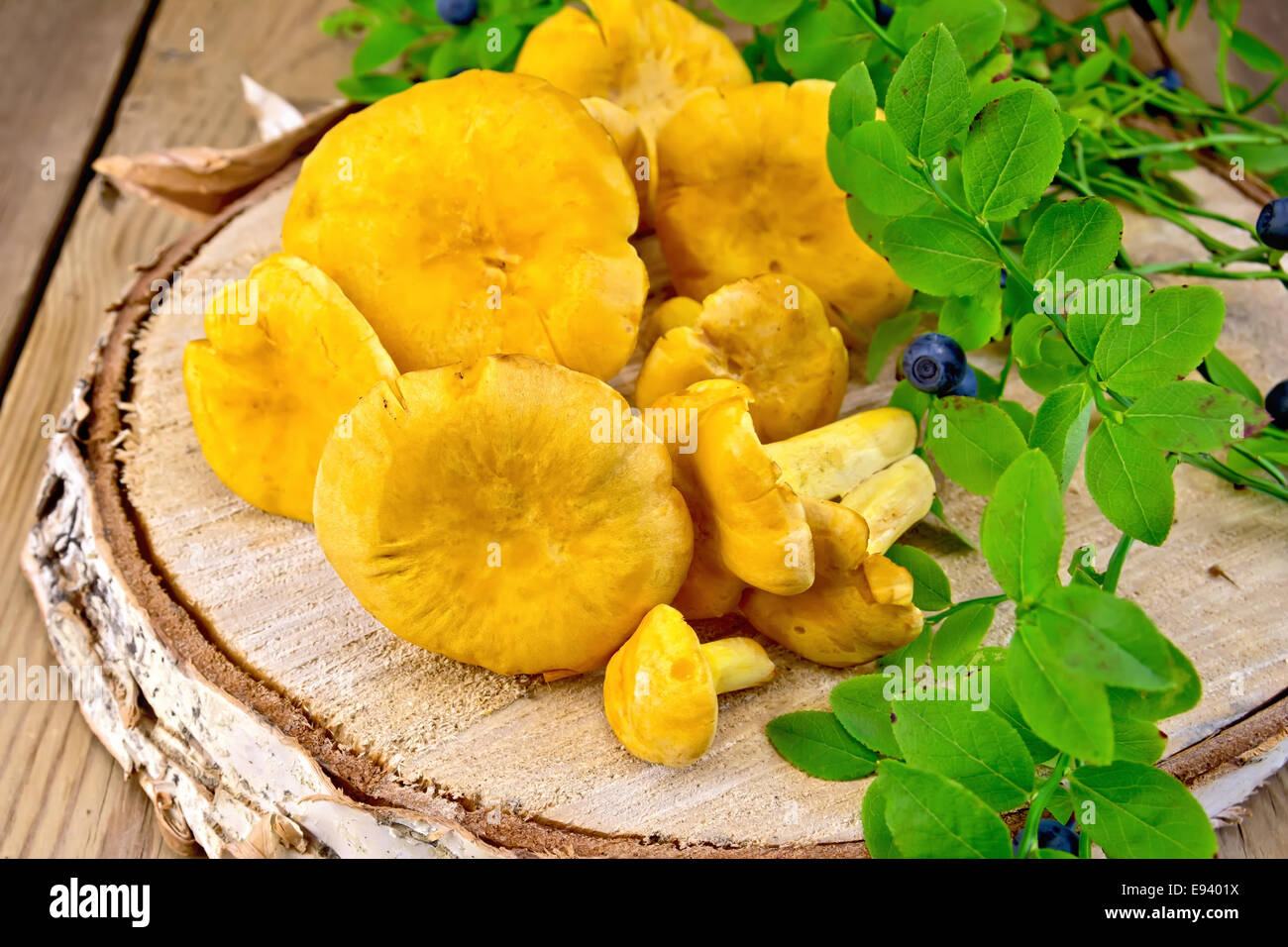 Chanterelles with blueberries on birch billet Stock Photo Alamy