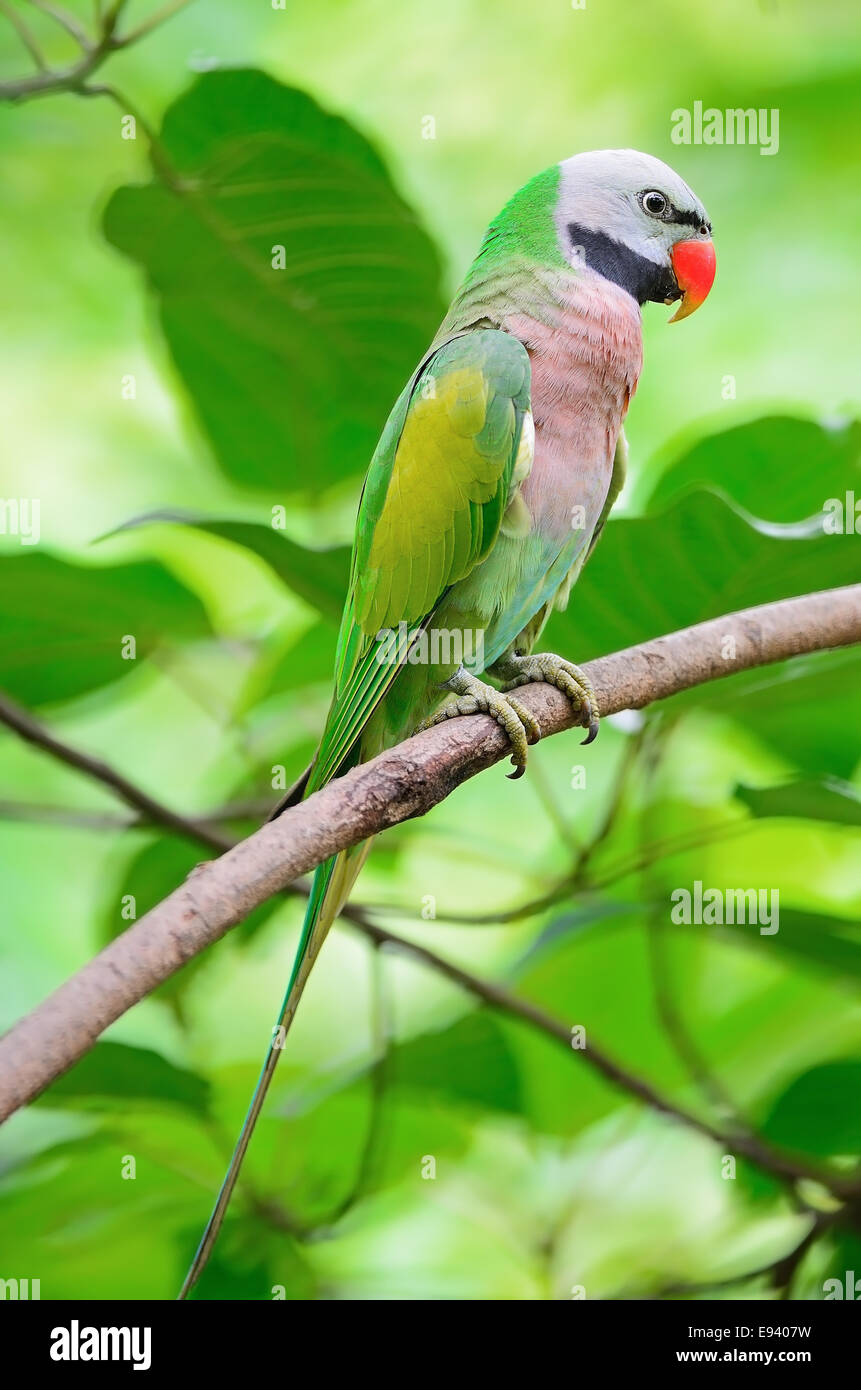 Beautiful green Parakeet bird, male Red-breasted Parakeet (Psittacula alexandri), face and side profile Stock Photo