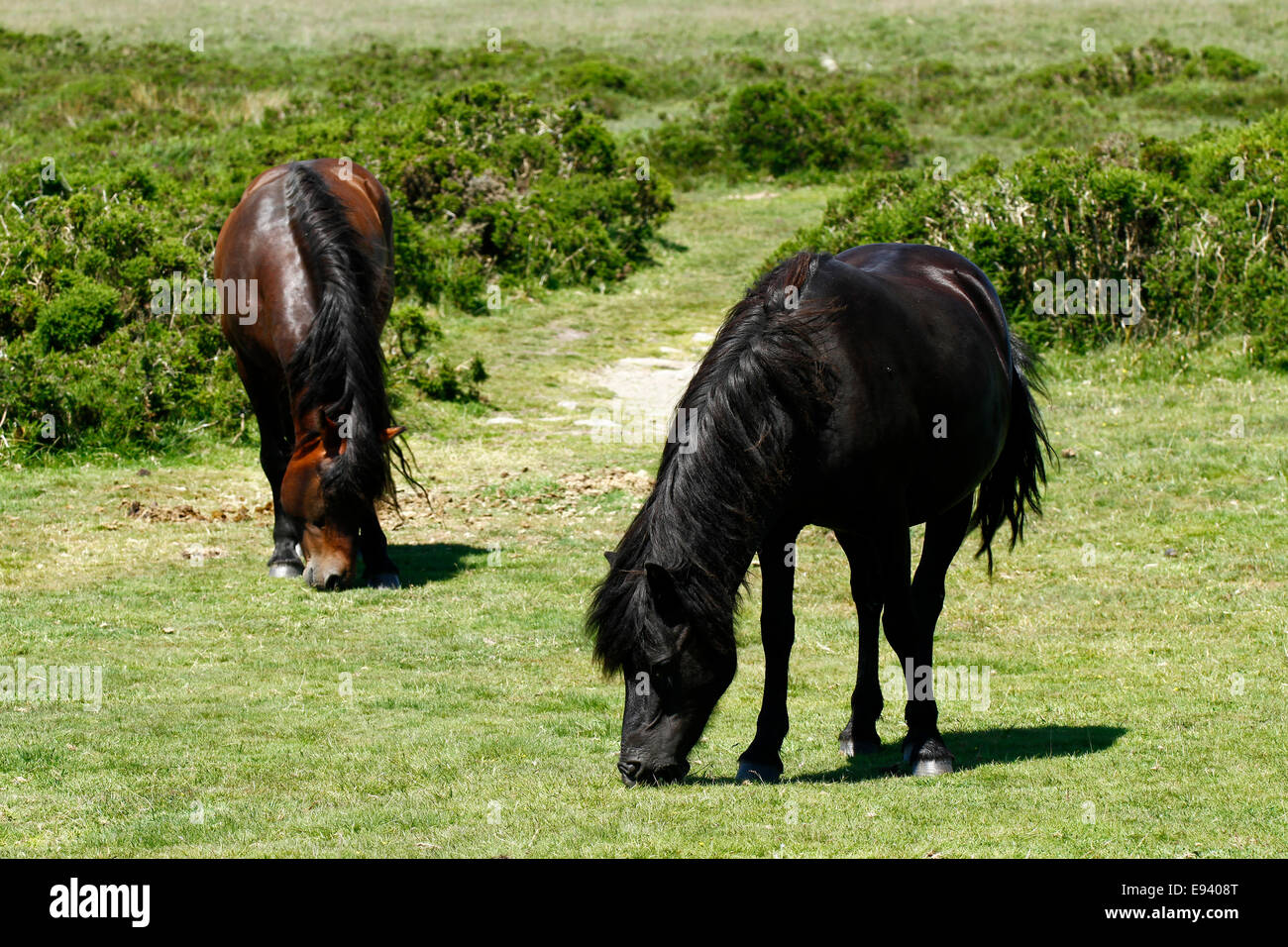Wild ponies on Dartmoor, superb example of the best riding pony for