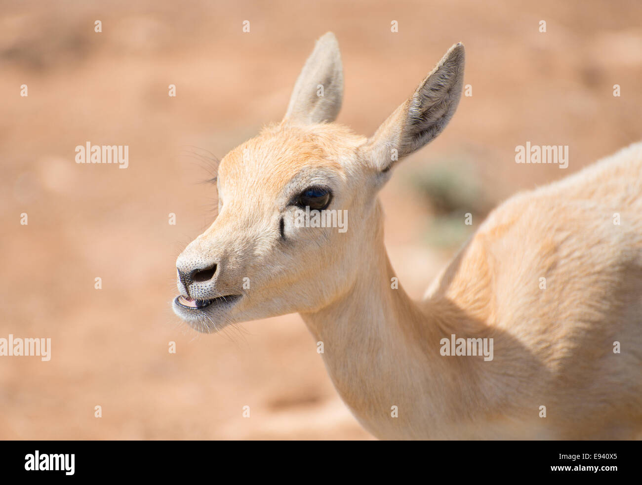 Young antilope walking in national park. Stock Photo