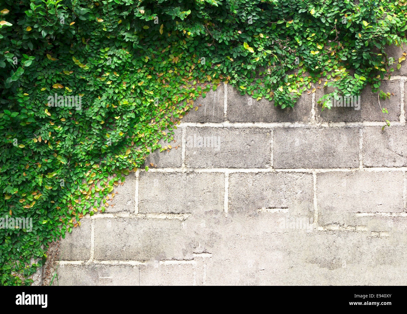 The Green Creeper Plant on the Wall Stock Photo Alamy