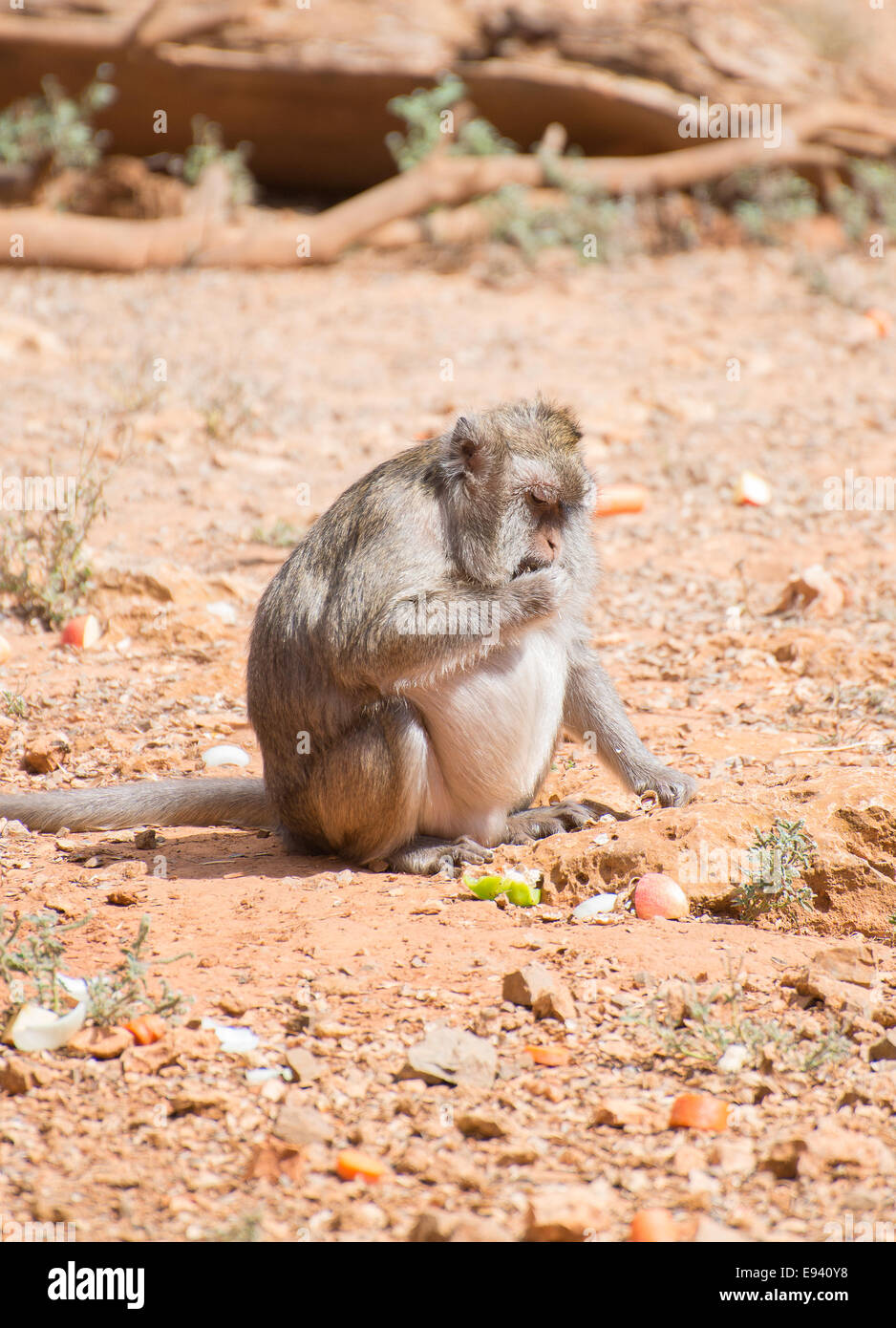 Fat monkey eating in national park. Stock Photo