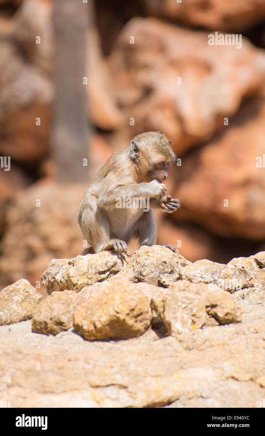 Little monkey eating in national park. Stock Photo