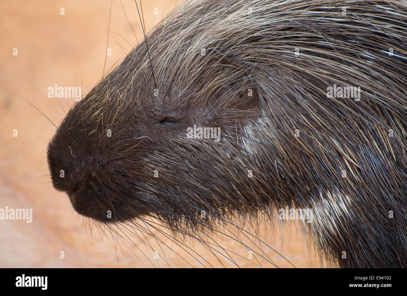 Old World porcupine in national park. Hystricidae. Stock Photo