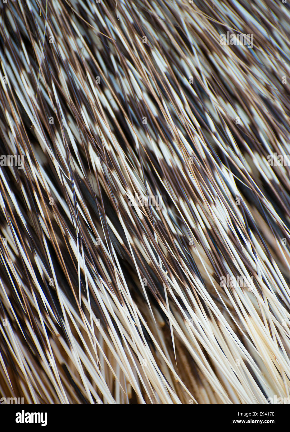 Part of Old World porcupine body with spines. Stock Photo