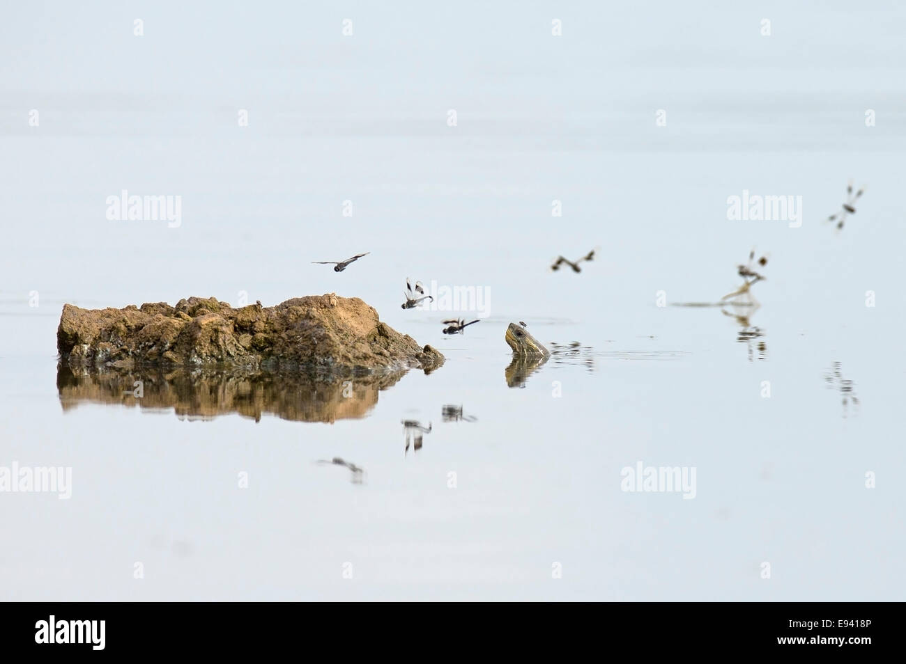 Banded Groundling dragonfly (Brachythemis leucosticta) hovering over water with a head of a softshell turtle (Trionyx triunguis) Stock Photo