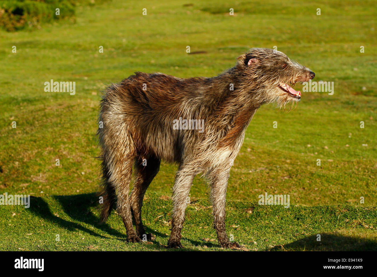 Tallest breed of dog, the Irish Wolfhound, rough coated, strong