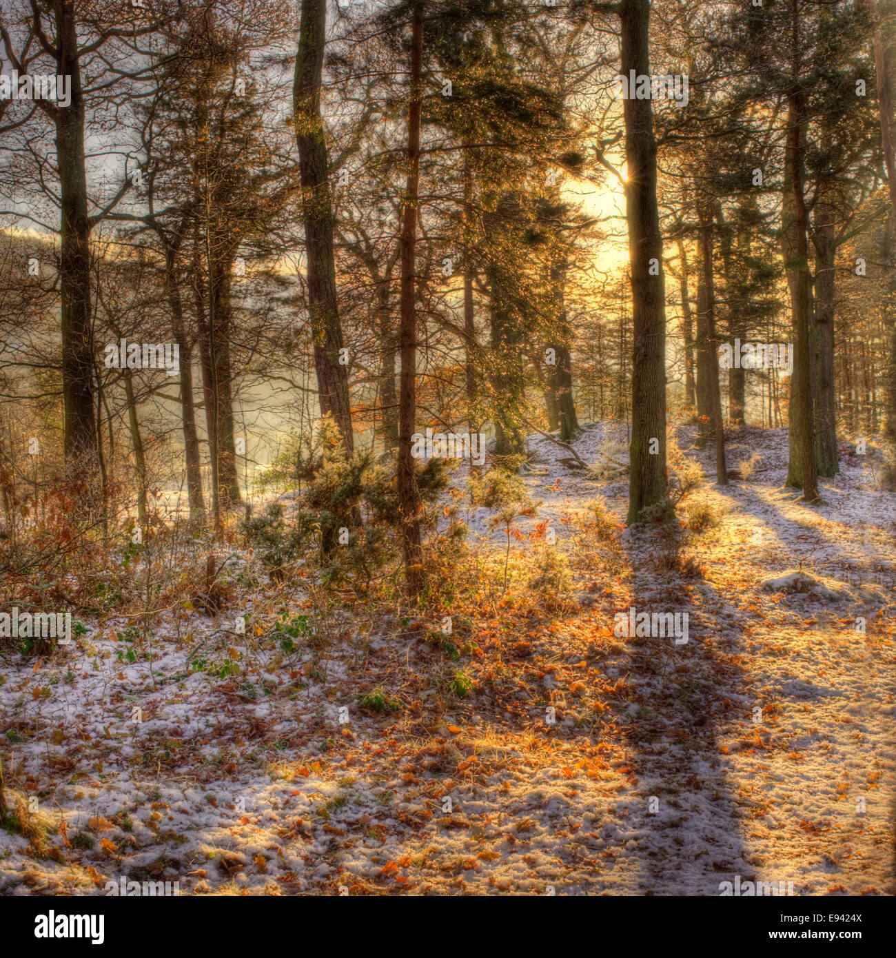 Light winter woods hi-res stock photography and images - Alamy