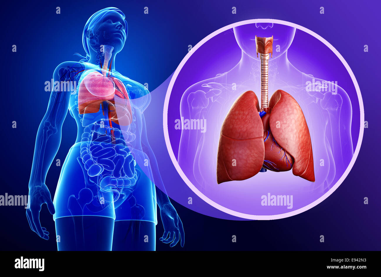 Illustration of male lungs anatomy Stock Photo - Alamy
