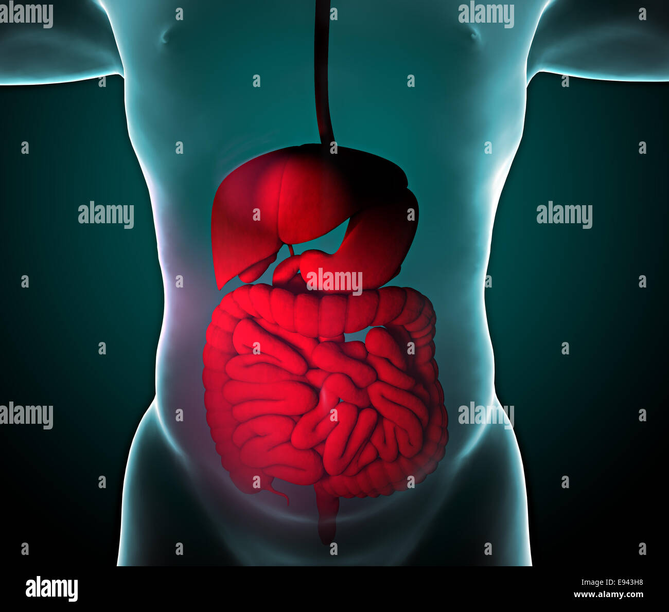 man-and-x-ray-of-the-digestive-system-stock-photo-alamy
