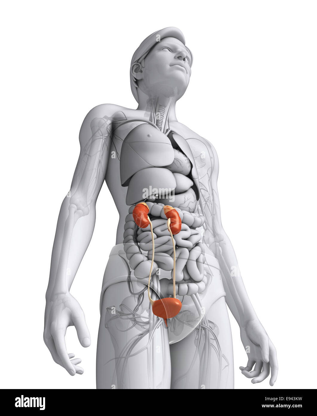 Illustration of Male urinary system Stock Photo - Alamy