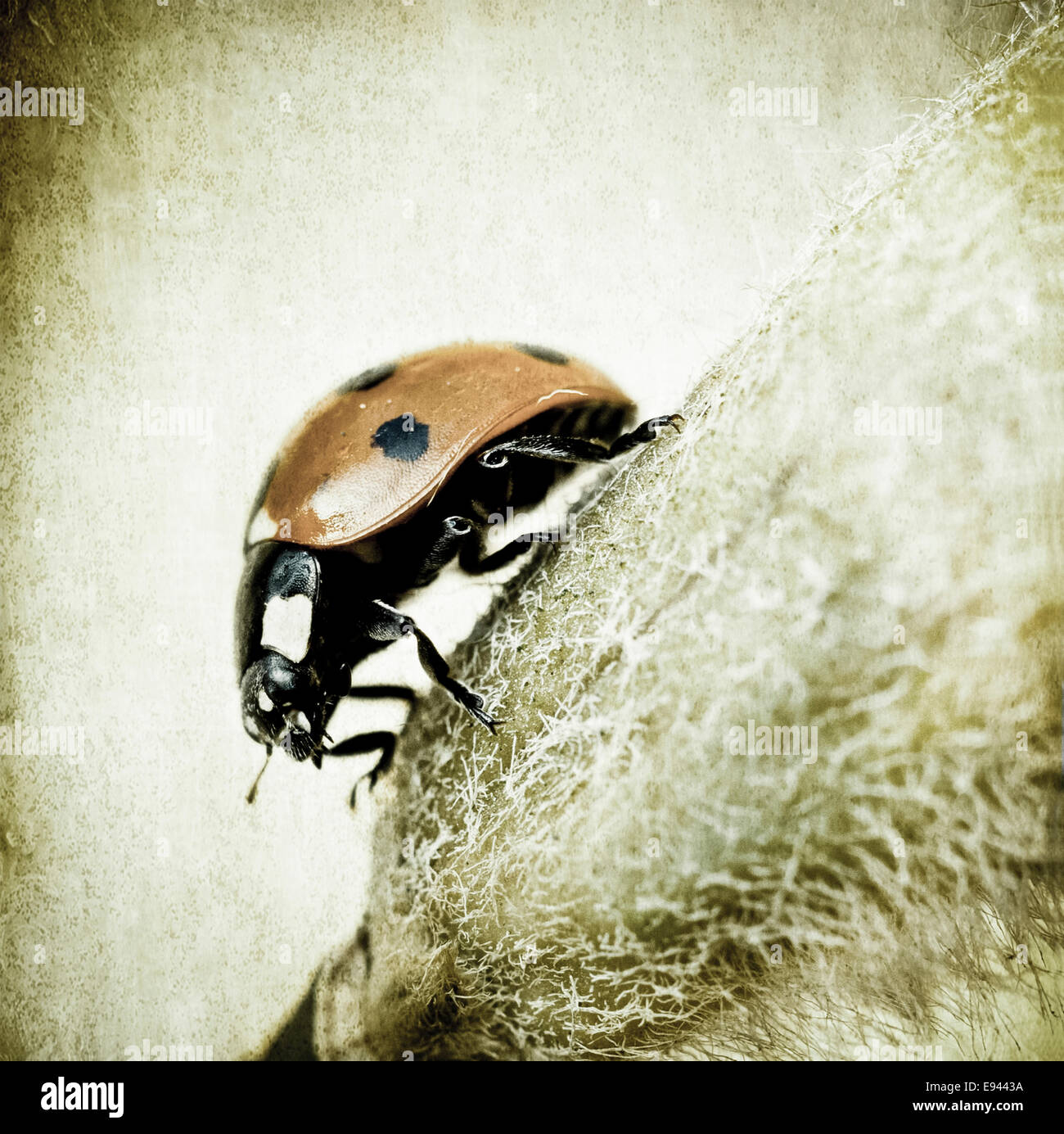 Artistic image of a Ladybird. Stock Photo