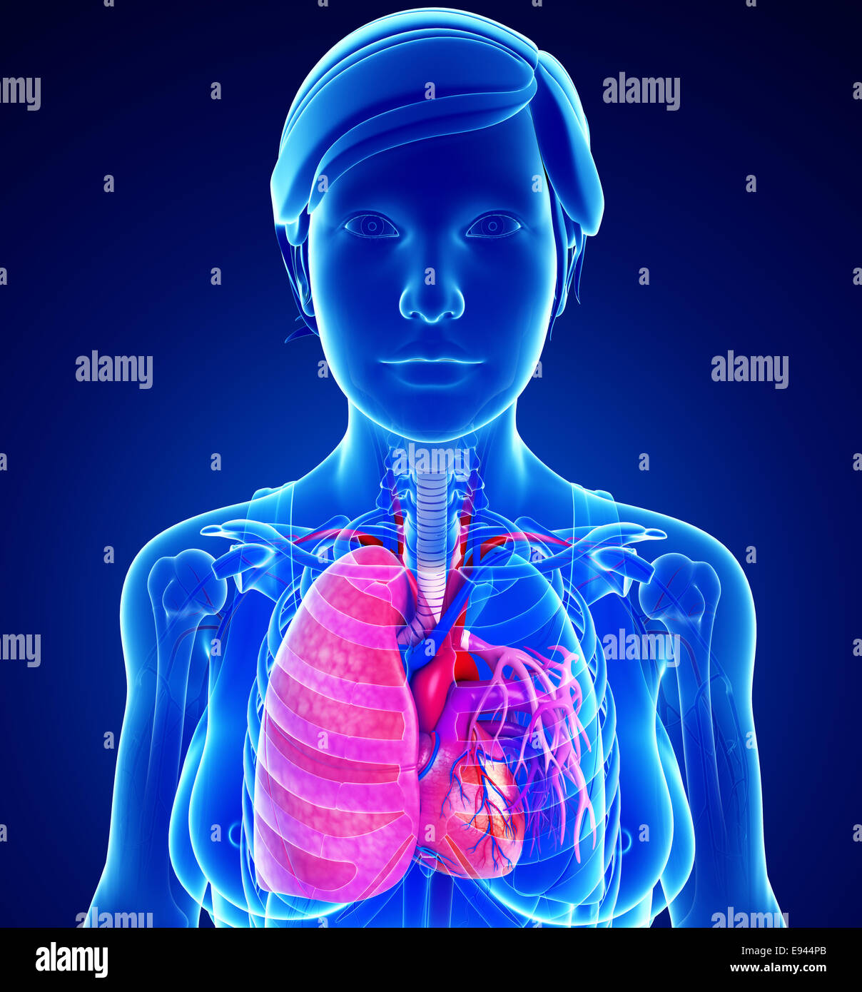 Illustration of male lungs anatomy Stock Photo - Alamy