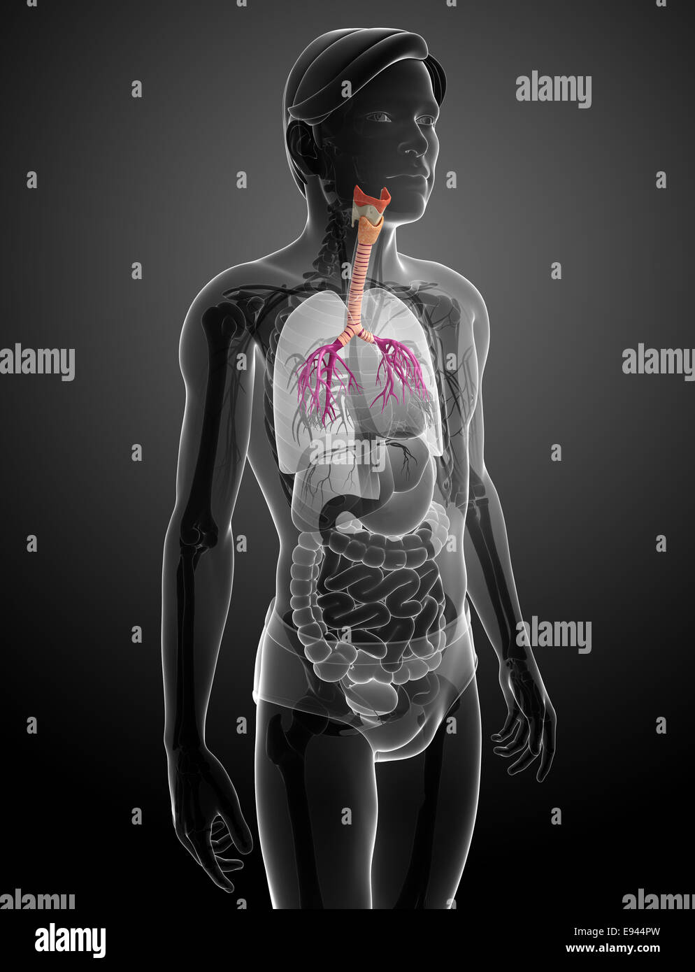 Illustration of male throat anatomy Stock Photo Alamy