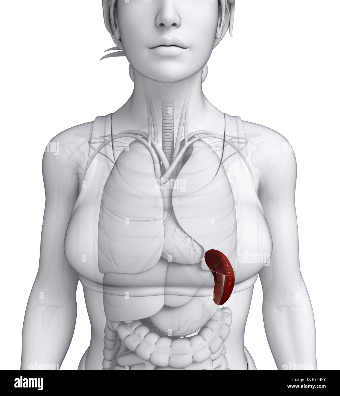 Селезенка у женщин. Селезенка анатомия женщины. Сток анатомия женское сердце. Размер здоровой селезенки у женщины. Размеры селезенки у женщин.