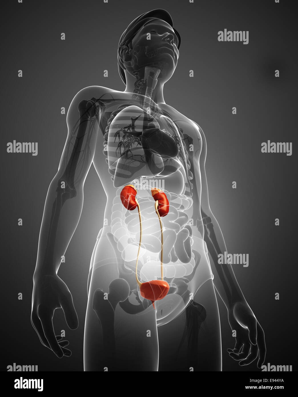 Illustration of Male urinary system Stock Photo - Alamy