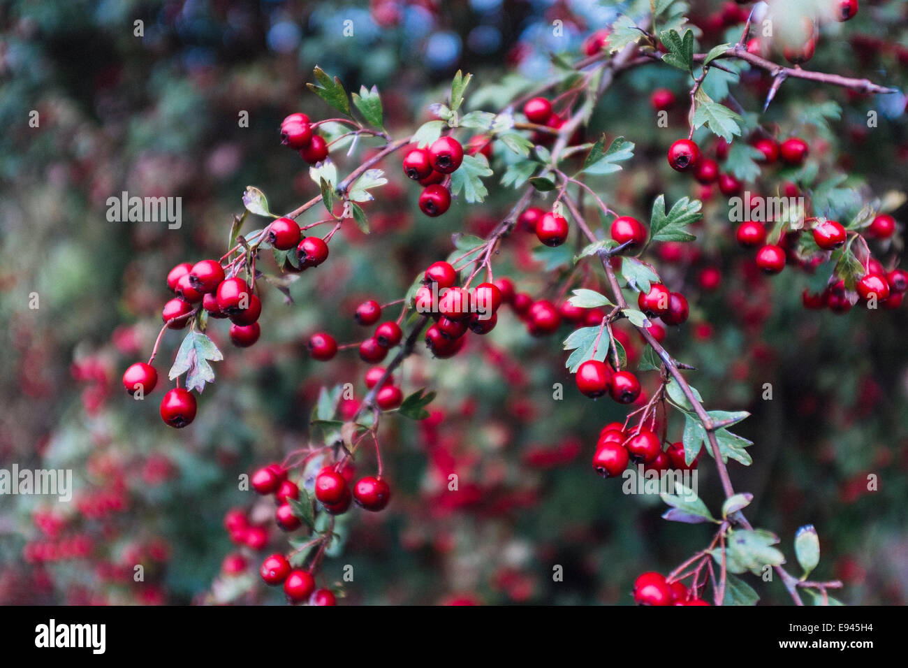 Berries growing wild hi-res stock photography and images - Alamy