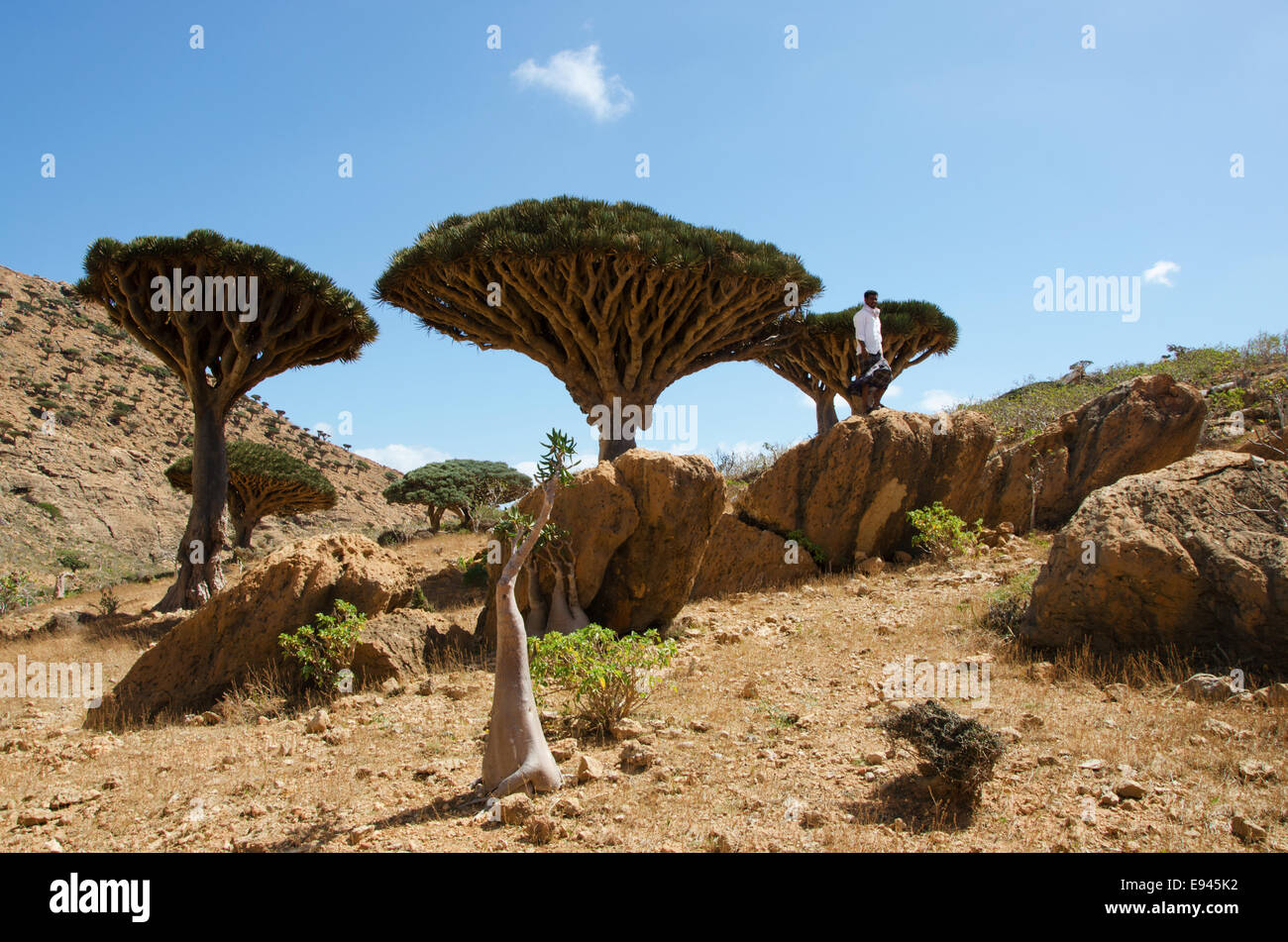 Socotra, Yemen: a yemeni guide standing on a rock in the Dragon Blood Trees forest in Homhil Plateau Stock Photo