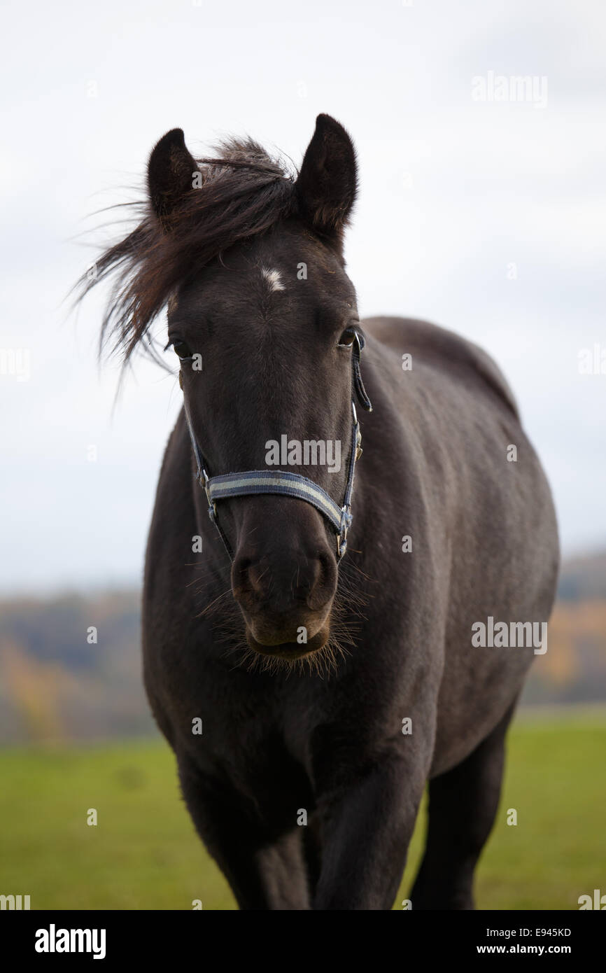 Portrait of dark brown horse Stock Photo Alamy