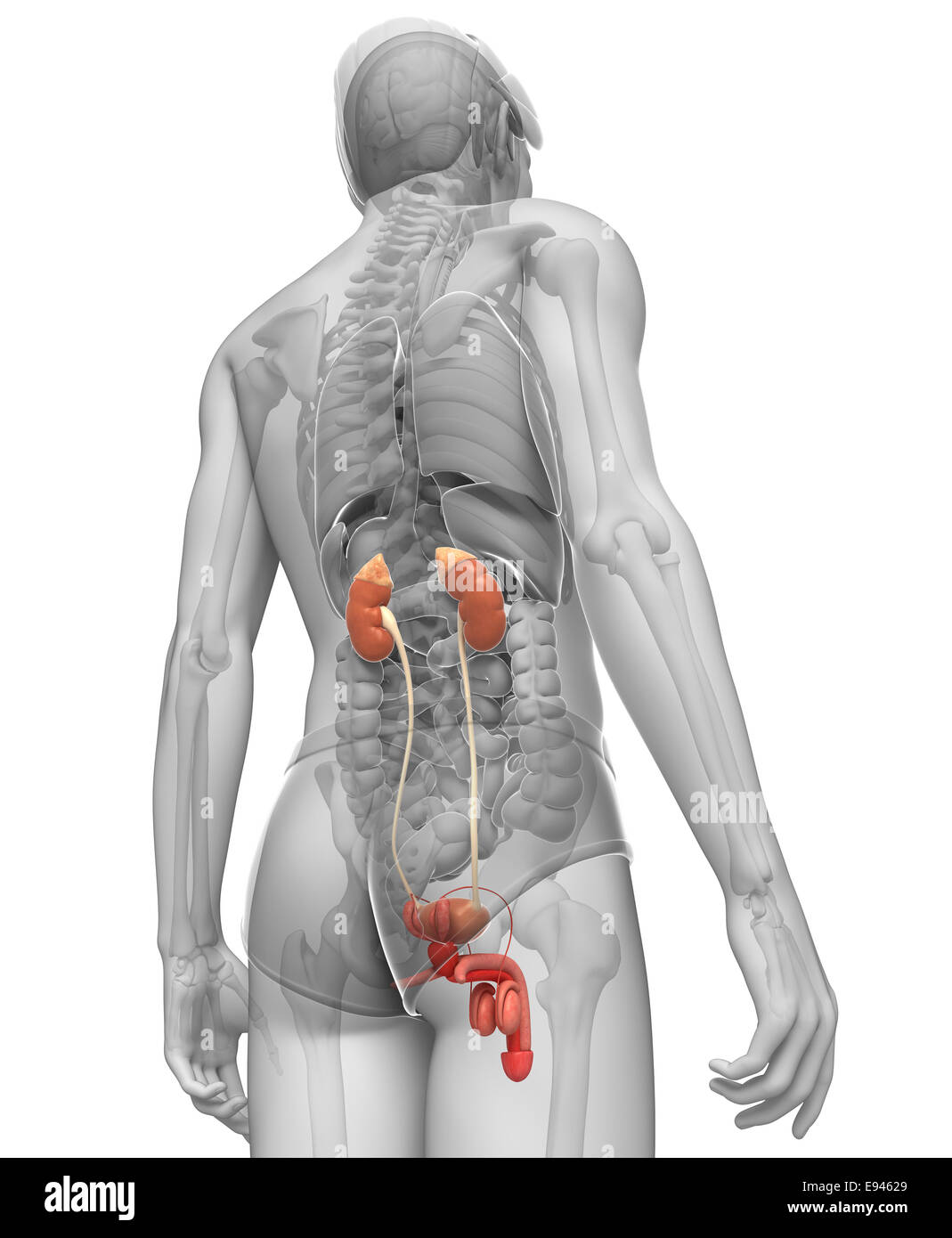 Illustration of Male urinary system Stock Photo - Alamy