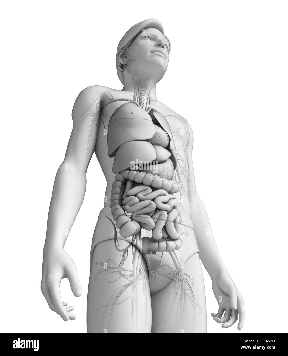 Illustration of male digestive system Stock Photo