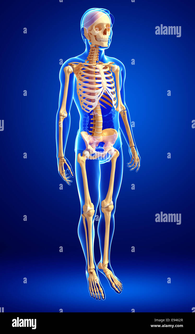 Illustration of human skeleton side view Stock Photo - Alamy