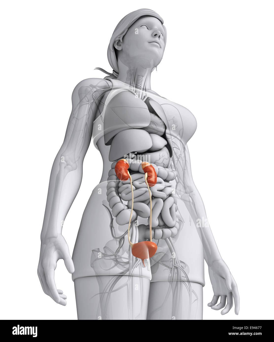 Illustration of Female urinary system Stock Photo - Alamy